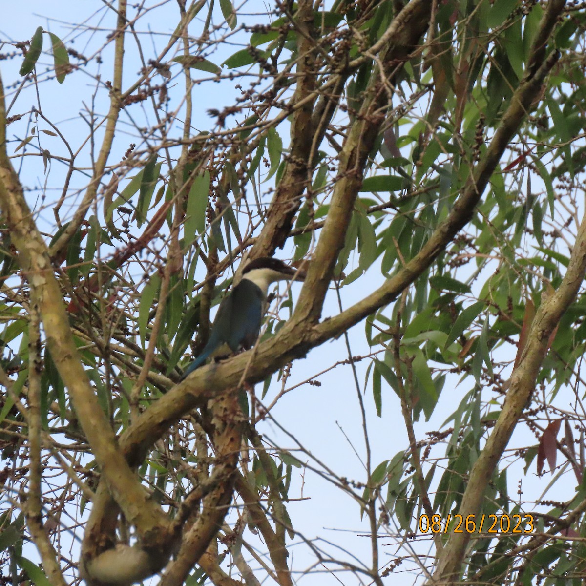 Torresian Kingfisher - ML609860591