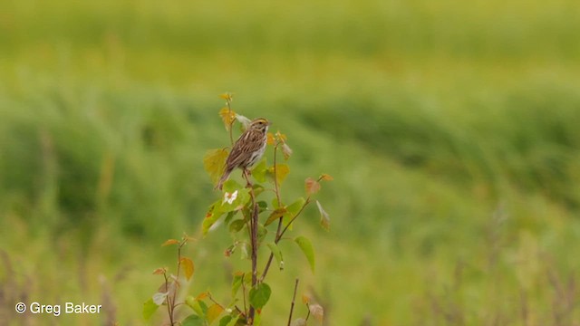 Savannah Sparrow (Savannah) - ML609860686