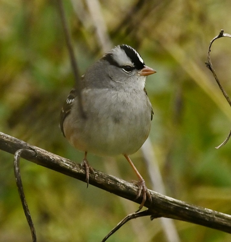 White-crowned Sparrow - ML609861015
