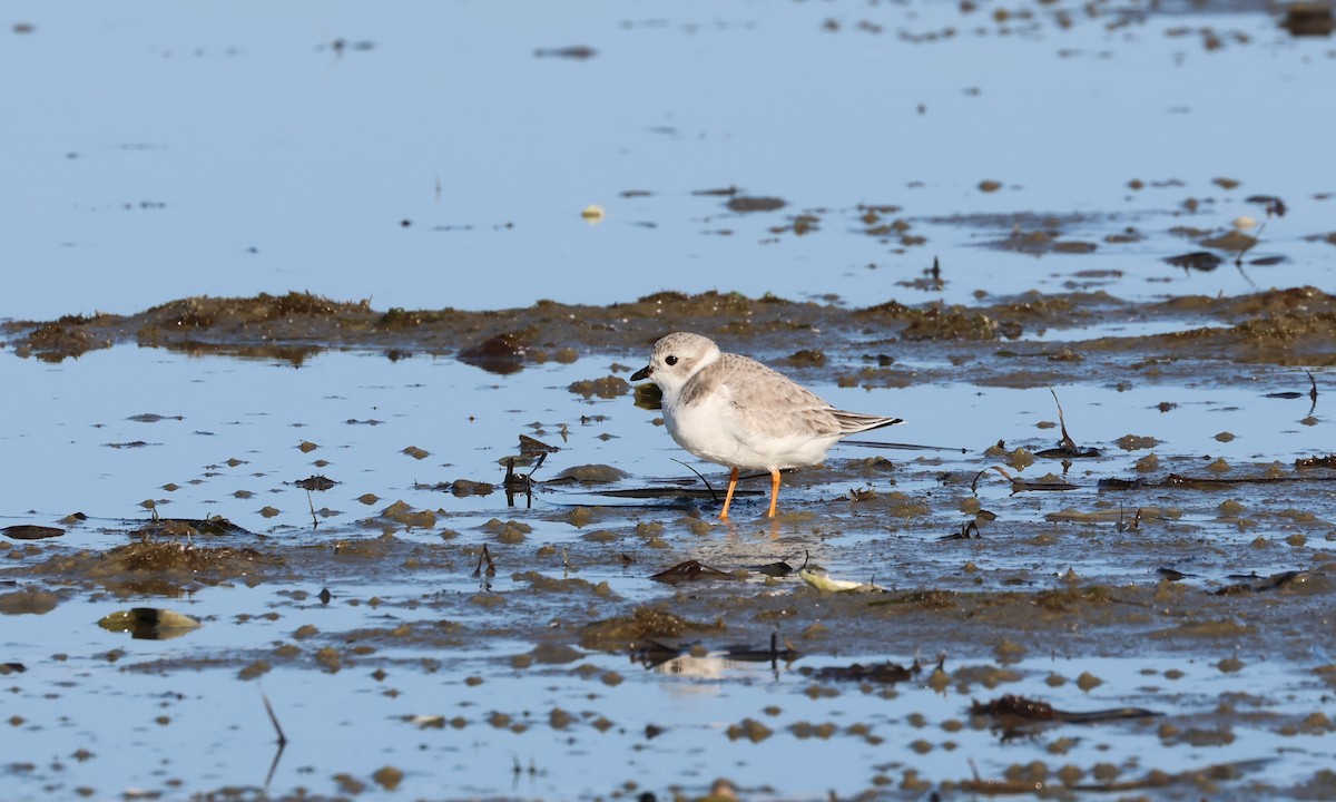 Piping Plover - ML609861109