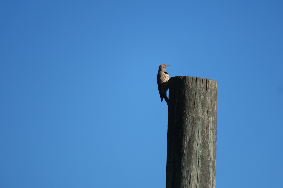 Ebird Checklist Oct San Bruno Mountain Park Species