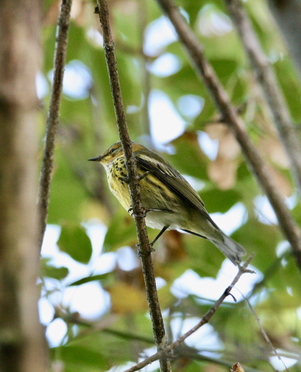 Cape May Warbler - ML609861242