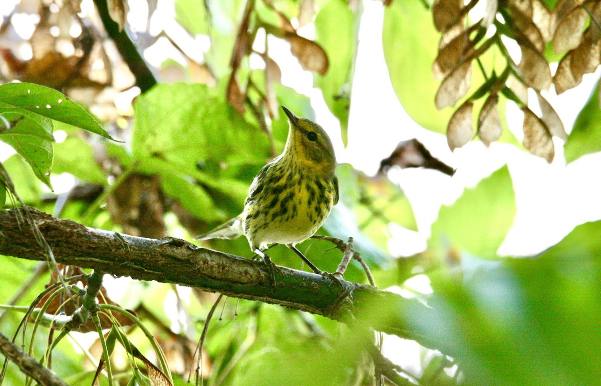 Cape May Warbler - ML609861243