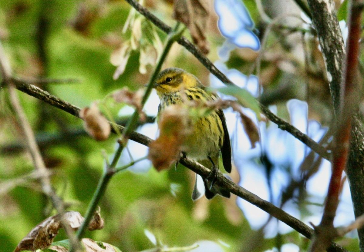Cape May Warbler - Andrew Charles