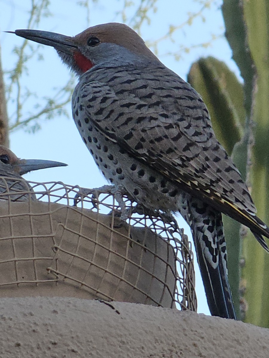 Gilded Flicker - Anonymous