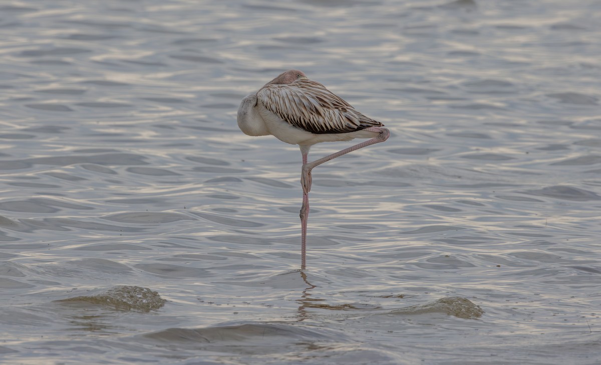 Amerika Flamingosu - ML609862013