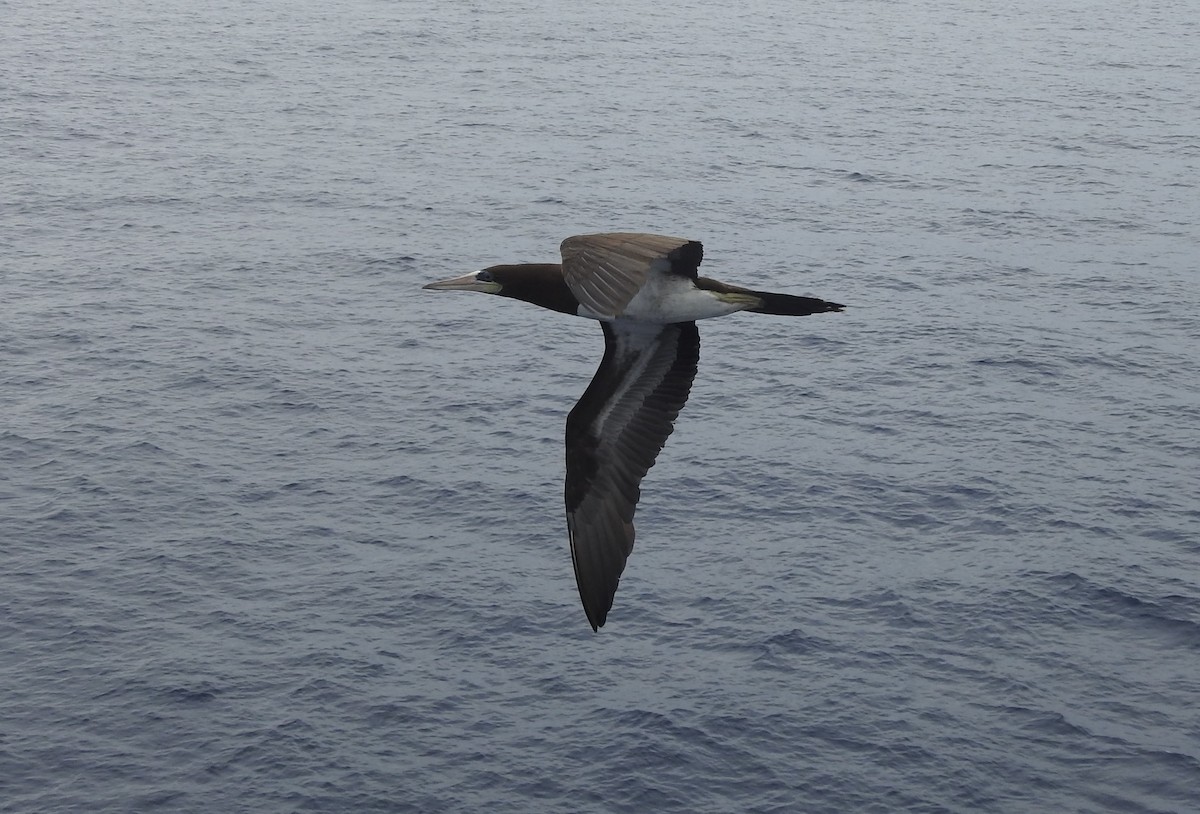 Brown Booby - ML609862128