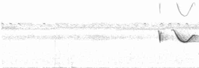 Spot-tailed Nightjar - ML609862419