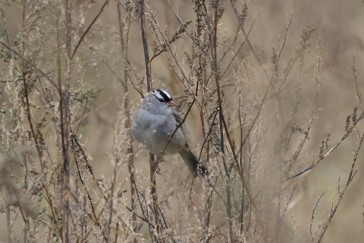 White-crowned Sparrow - ML609862505