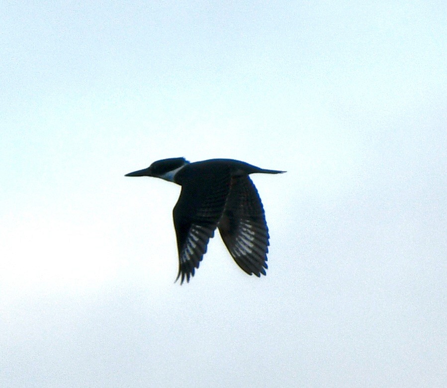 Belted Kingfisher - ML609862565