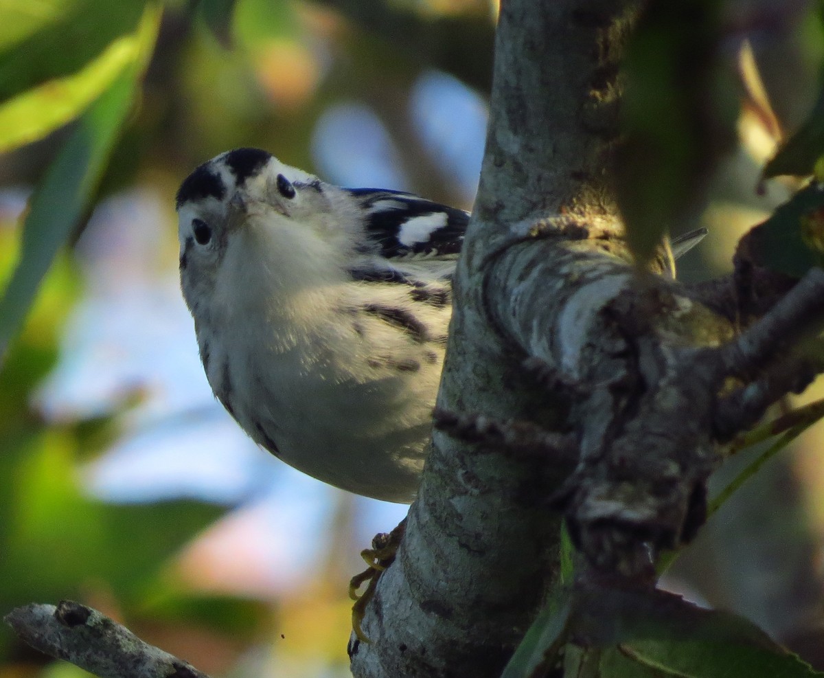 Black-and-white Warbler - ML609862628