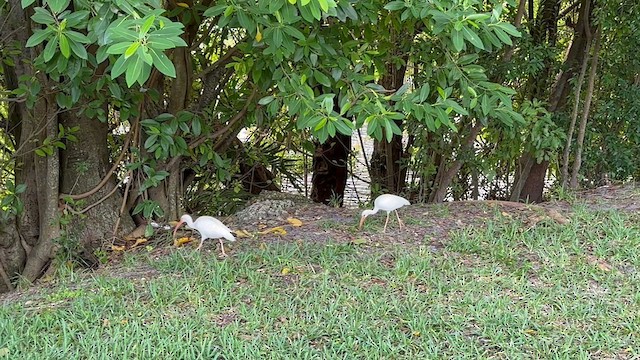 ibis bílý - ML609862691