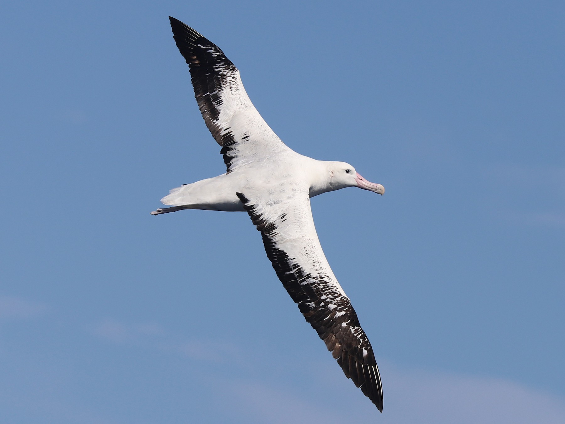 Antipodean Albatross - eBird