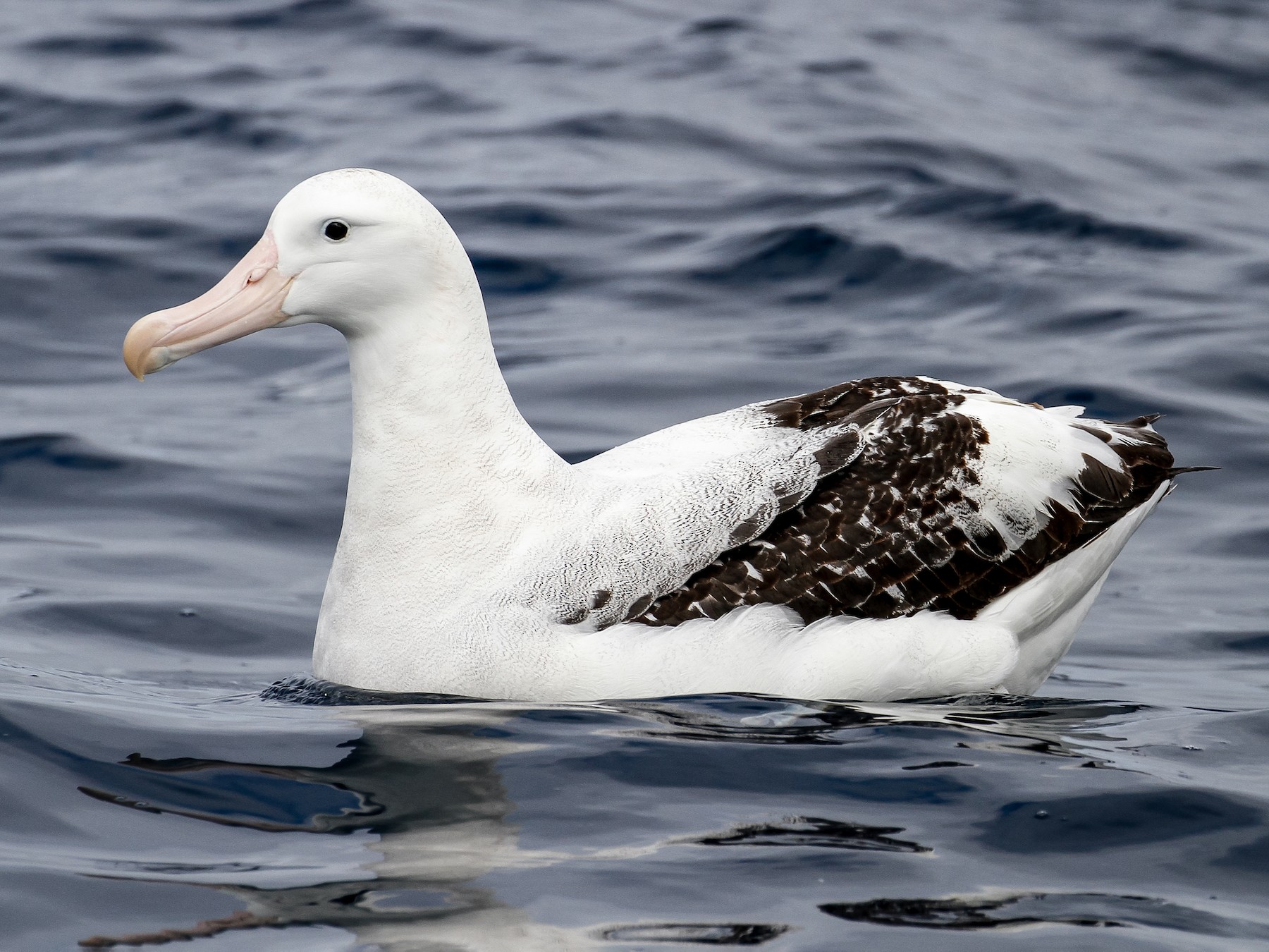 Antipodean Albatross - eBird