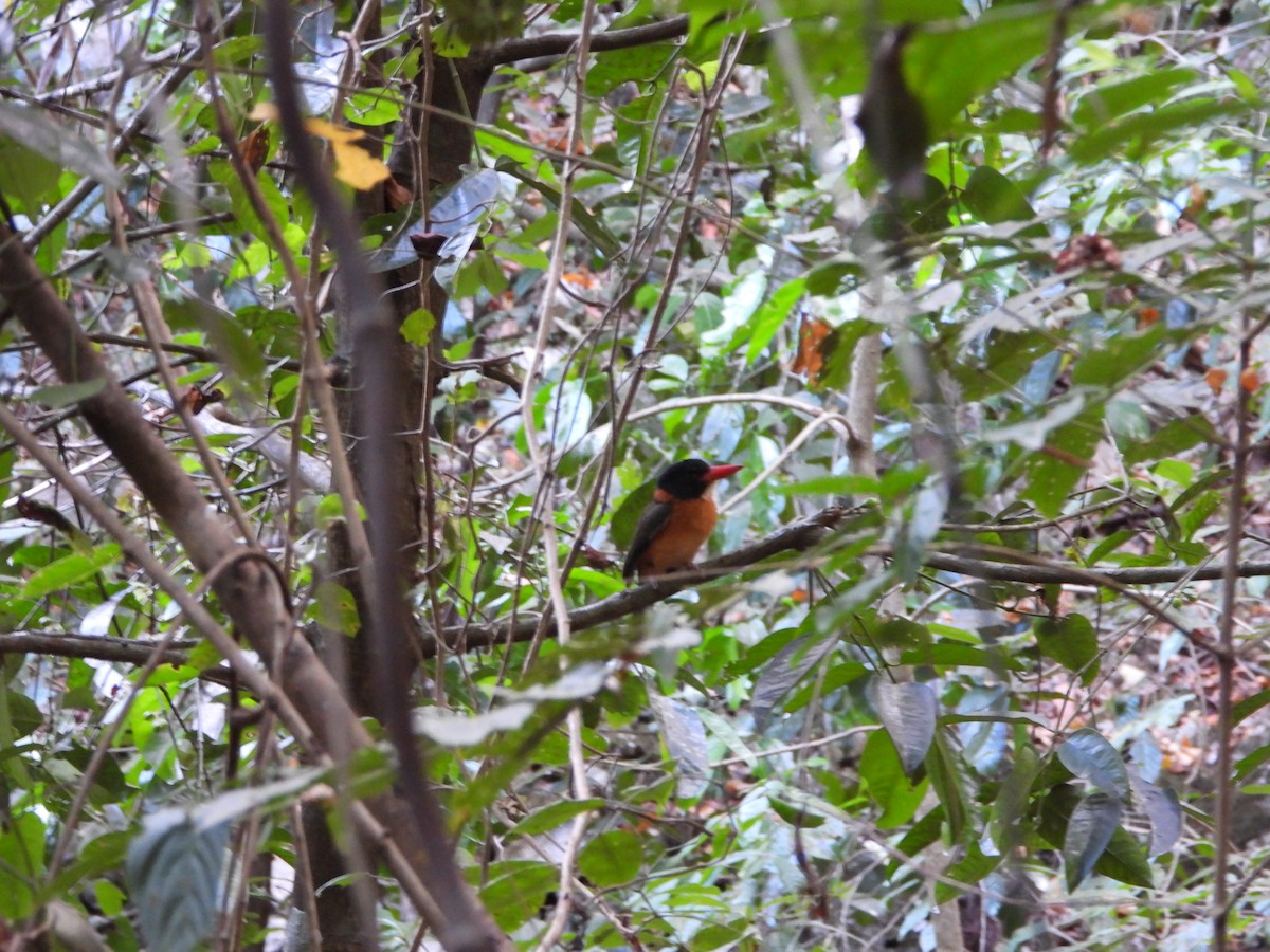 Green-backed Kingfisher (Black-headed) - ML609863444