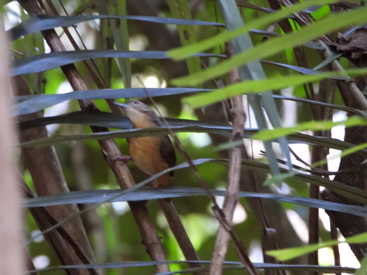 Sulawesi Babbler - Marcie  Jacklin