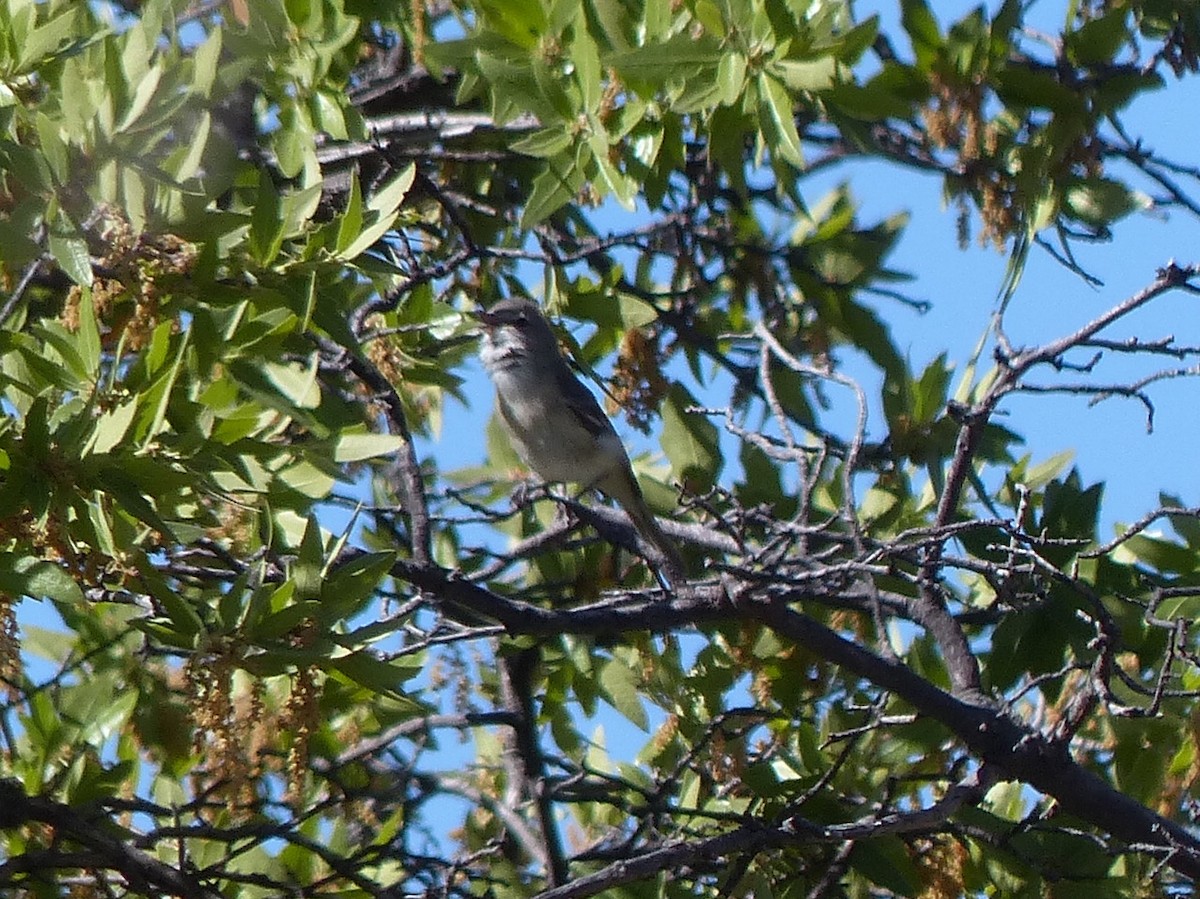 Bell's Vireo - Jim Guion