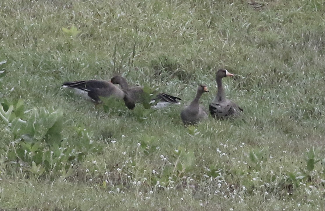 Greater White-fronted Goose - ML609864034