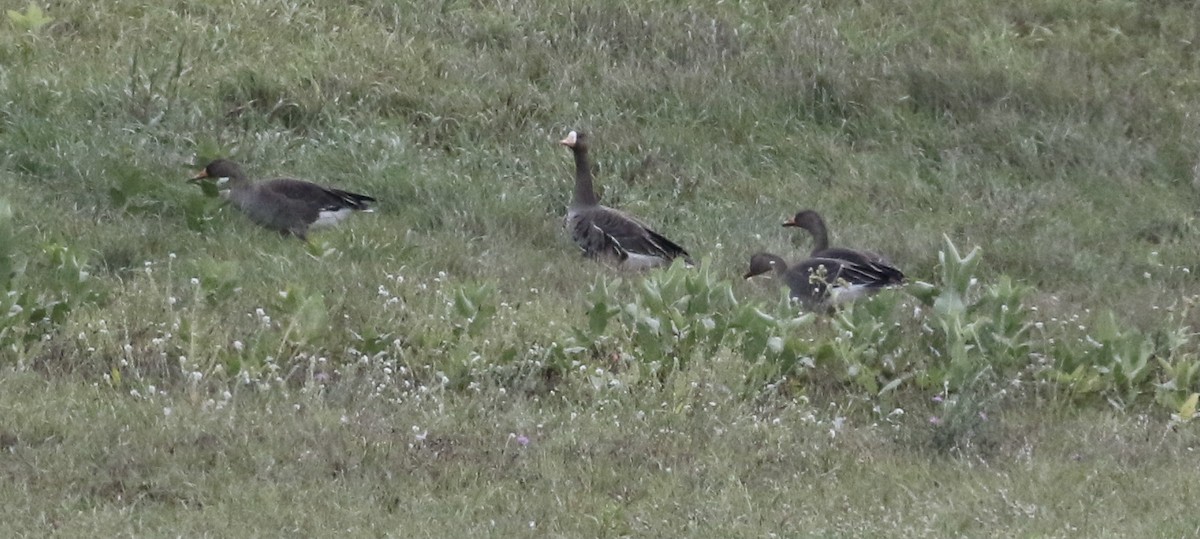 Greater White-fronted Goose - ML609864035