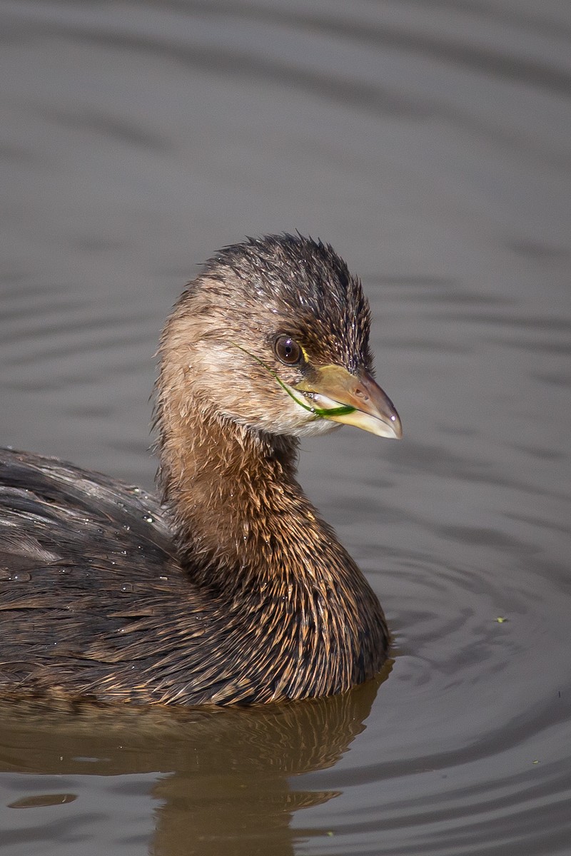 Pied-billed Grebe - Chantelle du Plessis (Andes EcoTours)