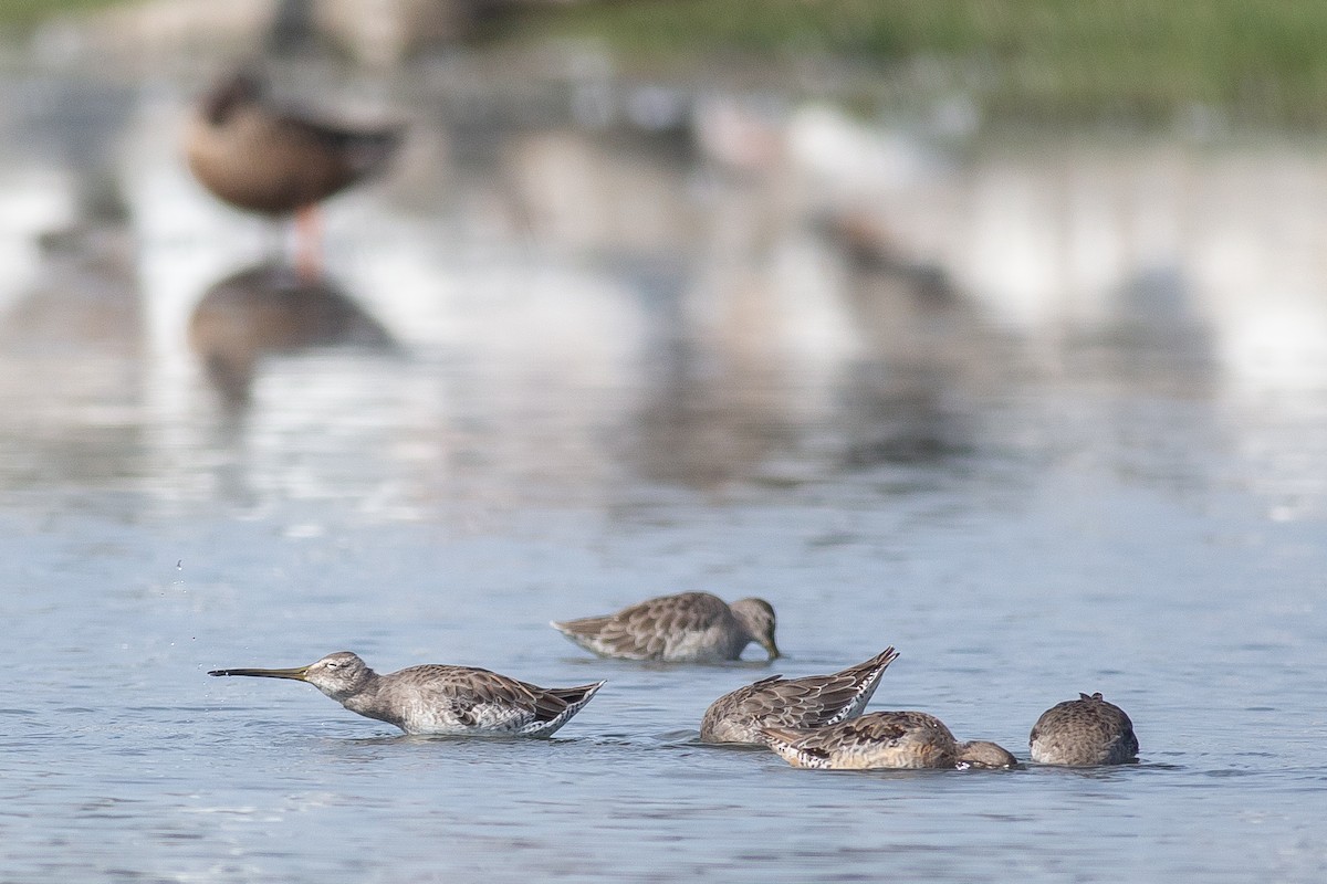 Long-billed Dowitcher - ML609864271