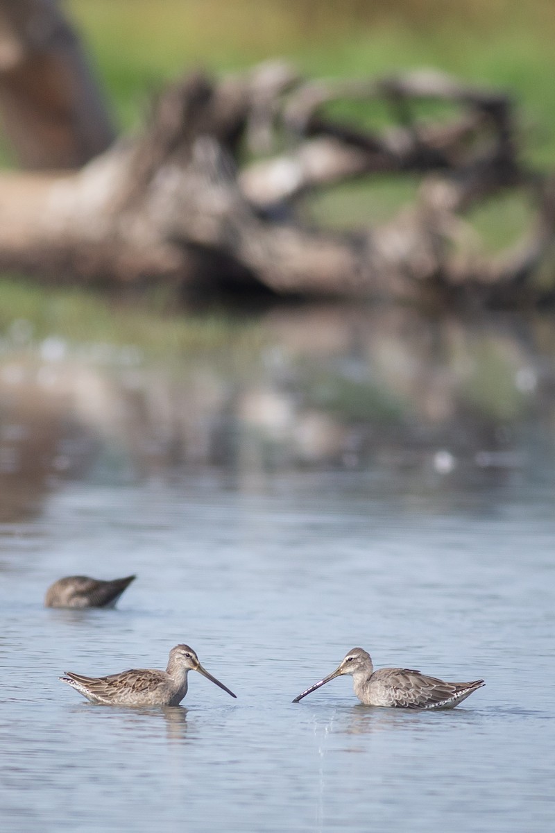 Long-billed Dowitcher - ML609864272