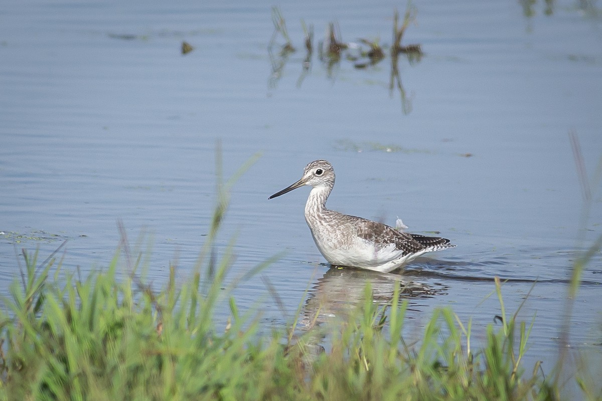 Greater Yellowlegs - Chantelle du Plessis (Andes EcoTours)