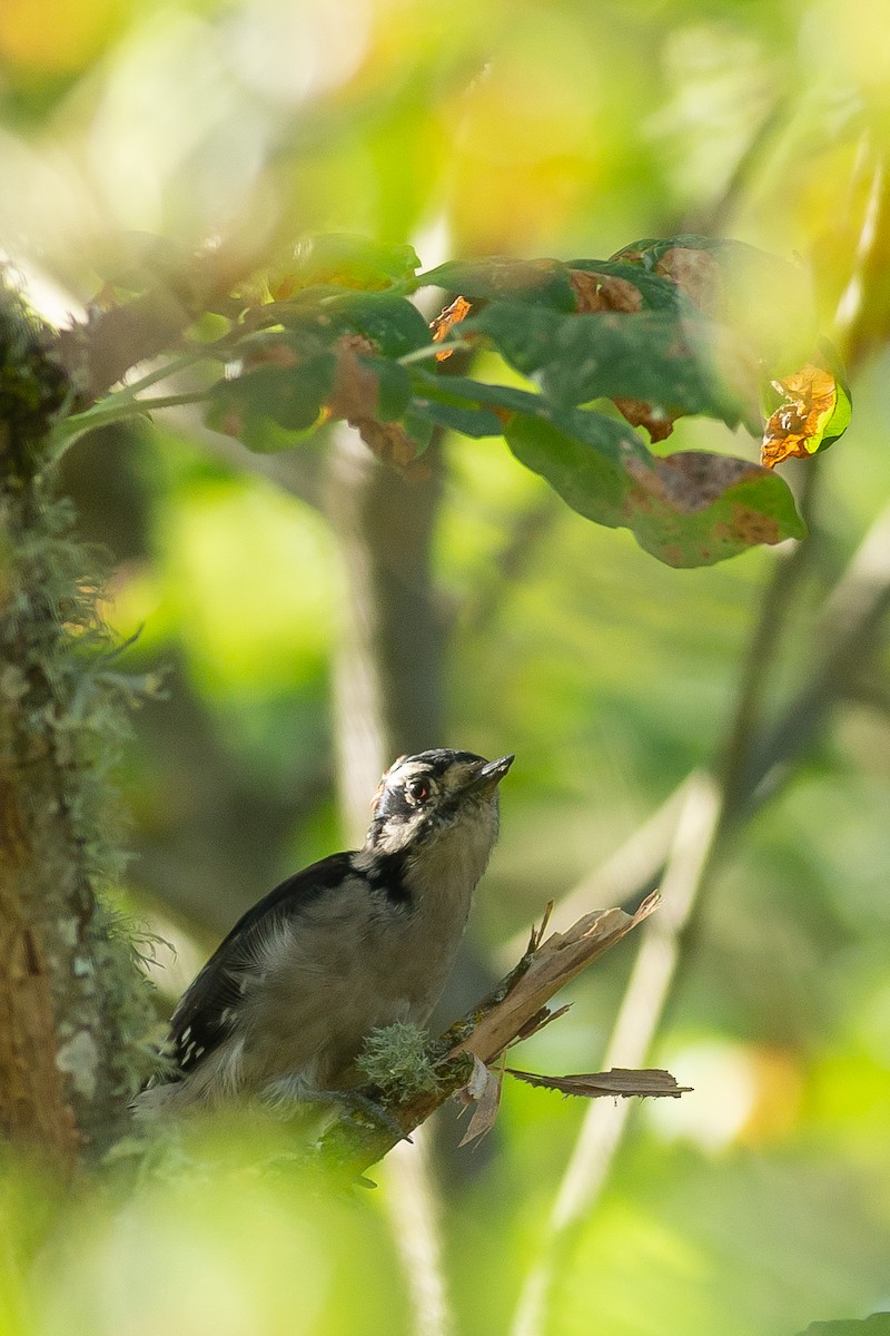 Downy Woodpecker - Chantelle du Plessis (Andes EcoTours)