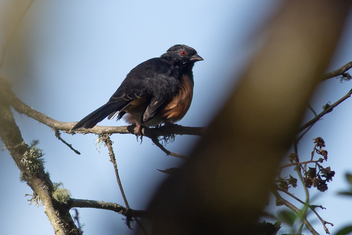 Spotted Towhee - ML609864339