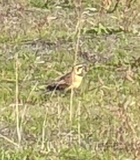 eBird Checklist 12 Oct 2023 Woodland Bottoms Austin Point, Lewis
