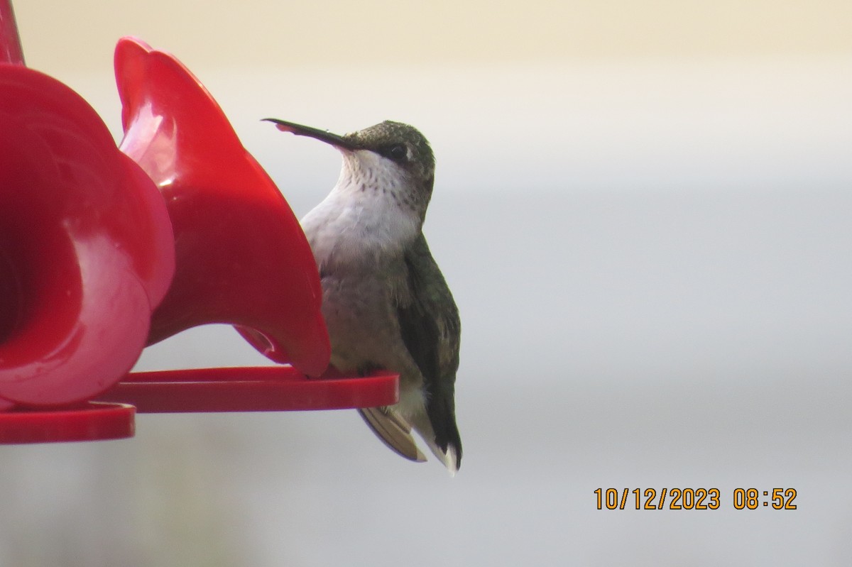 Ruby-throated Hummingbird - ML609864625