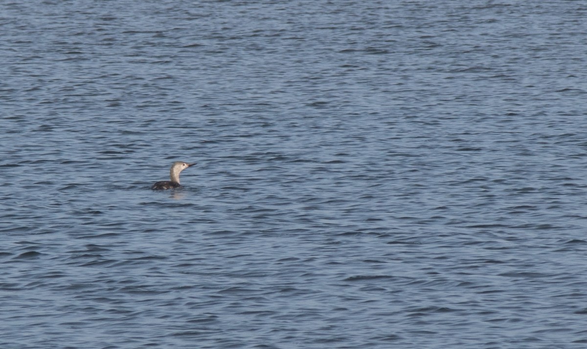 Red-throated Loon - ML609865143