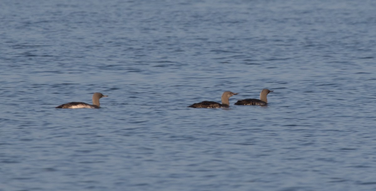 Red-throated Loon - ML609865602