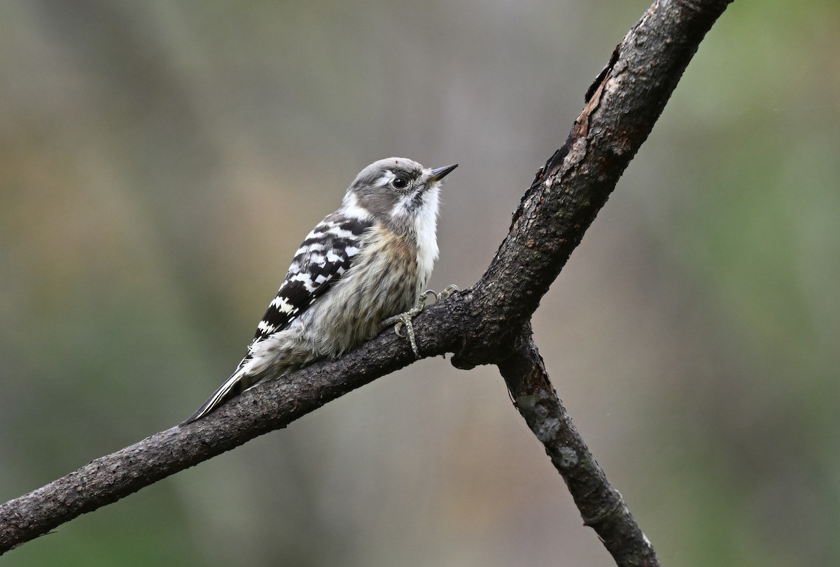 Japanese Pygmy Woodpecker - ML609865888