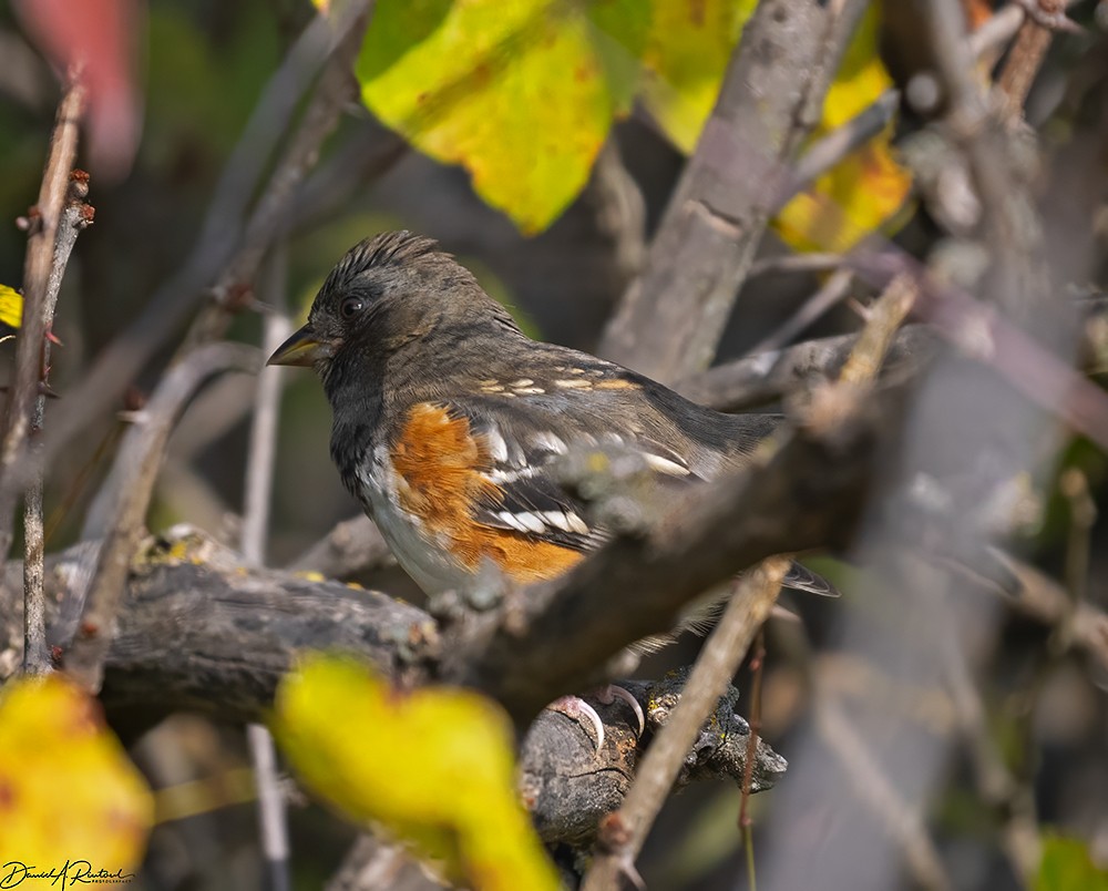 Spotted Towhee - ML609866051