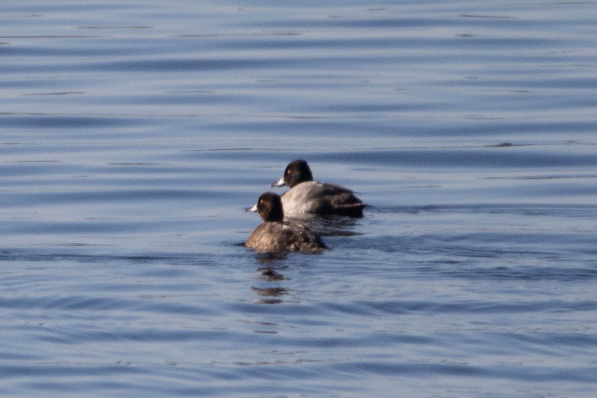 Greater/Lesser Scaup - ML609866338