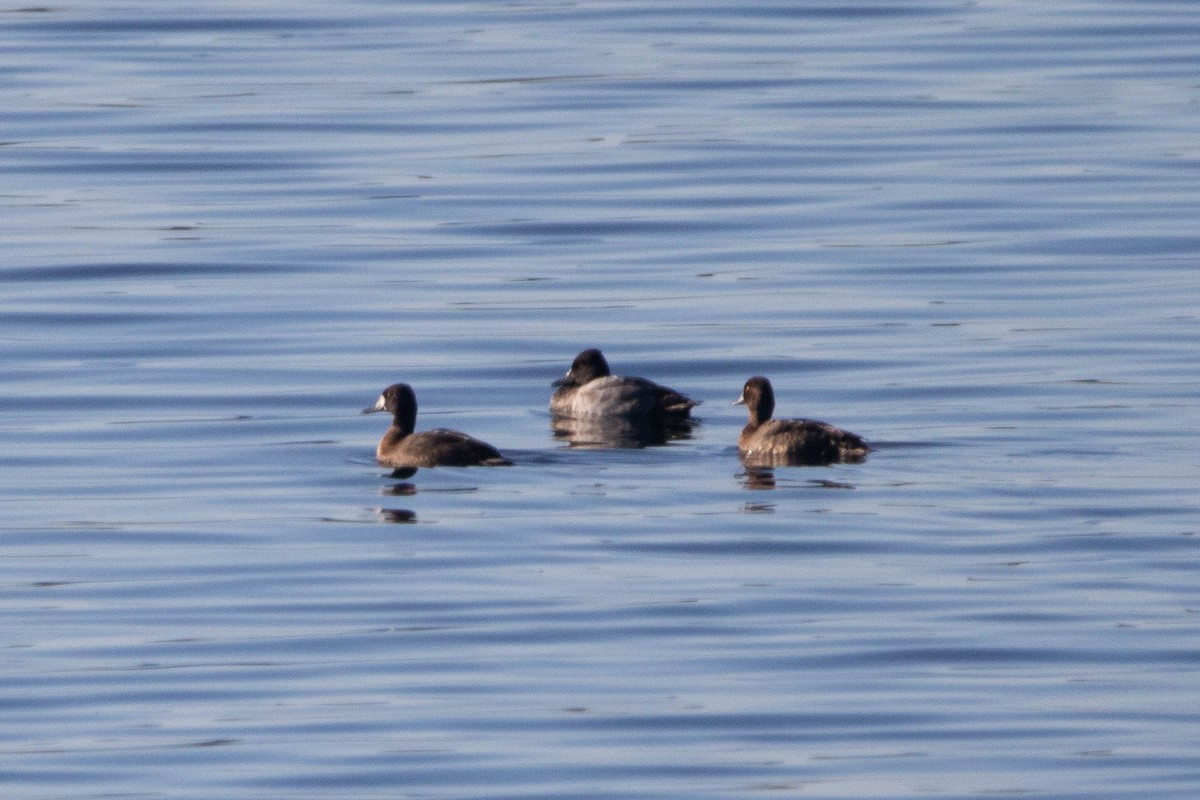 Greater/Lesser Scaup - ML609866339