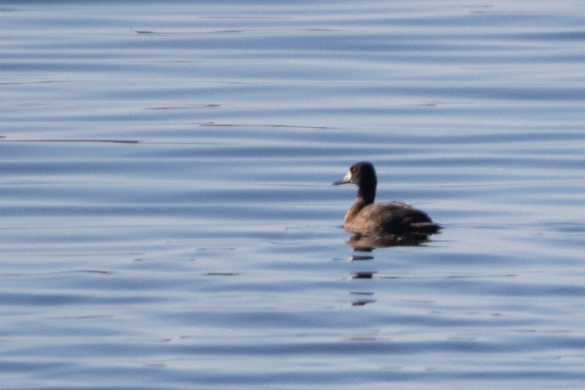 Greater/Lesser Scaup - ML609866340