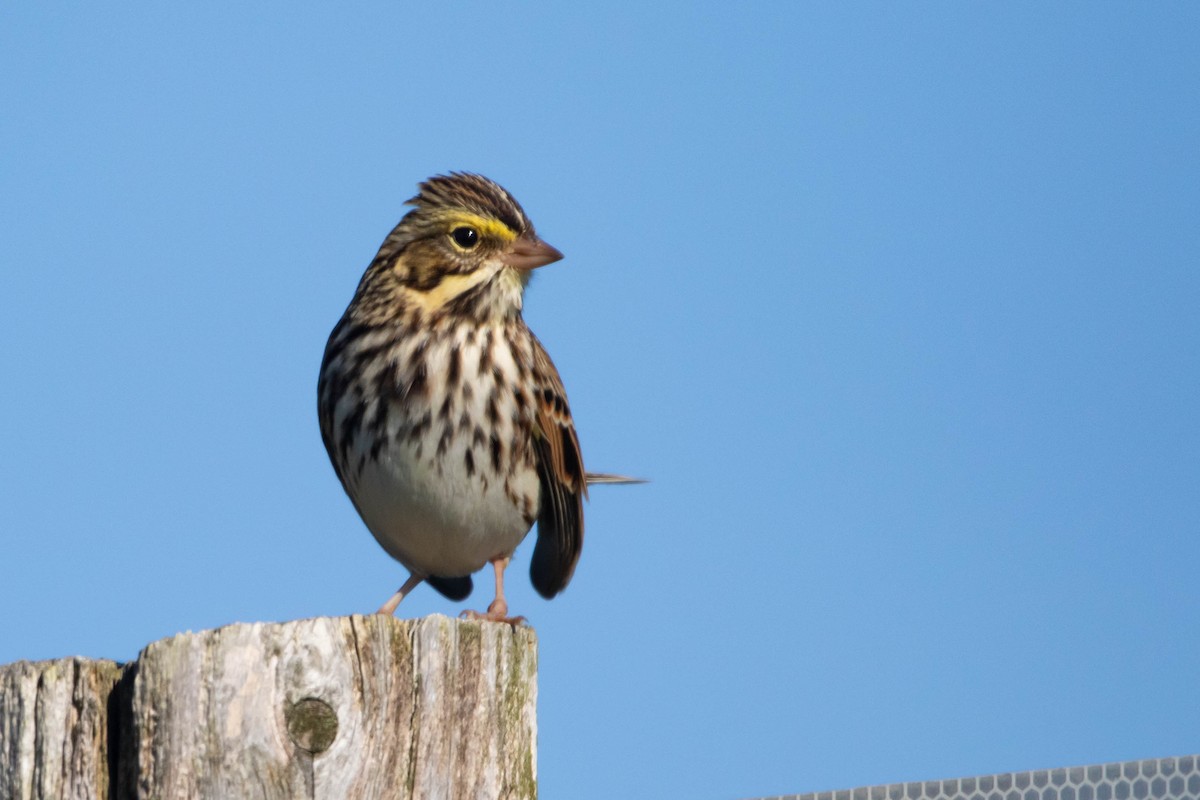 Savannah Sparrow - ML609866384