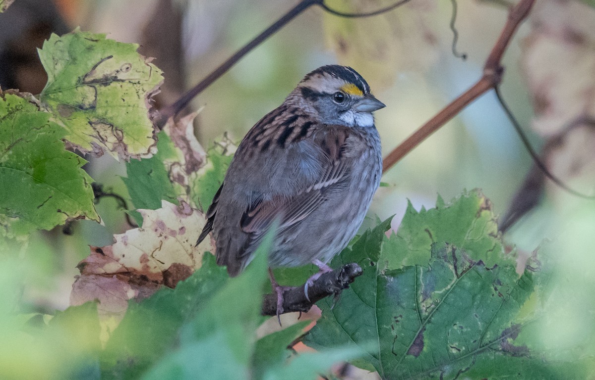 White-throated Sparrow - ML609866445