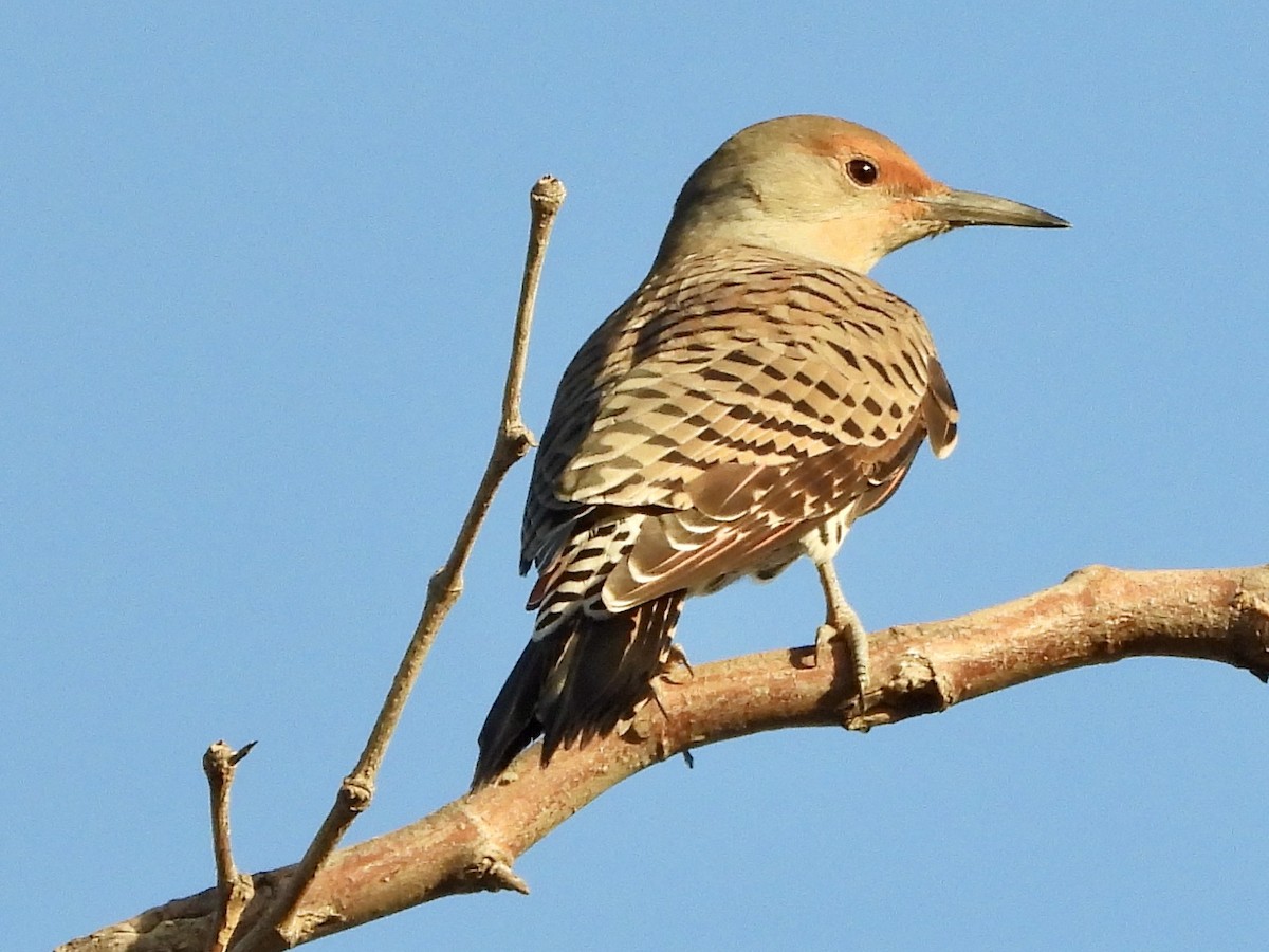 Northern Flicker (Red-shafted) - ML609866613