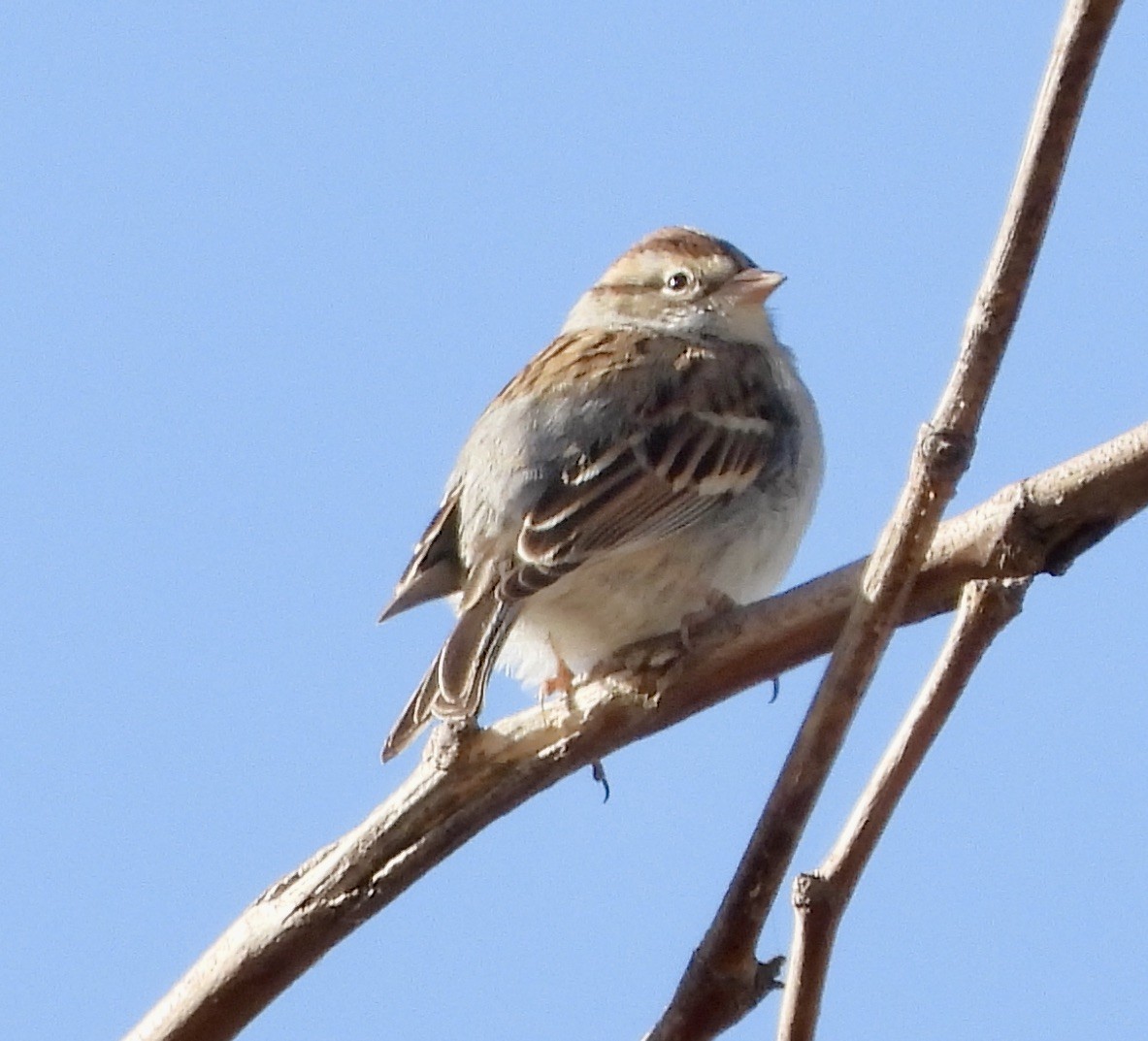 Chipping Sparrow - George Folsom