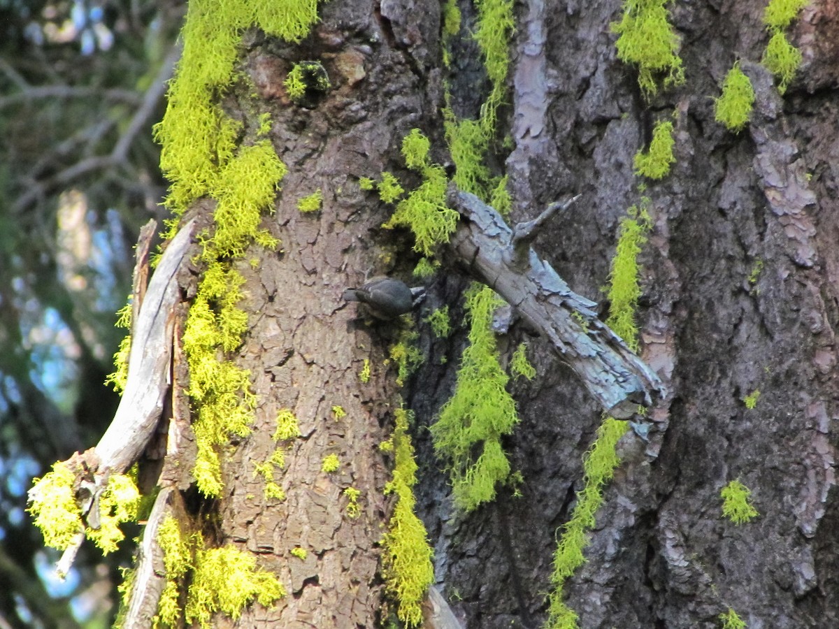Red-breasted Nuthatch - ML609867059