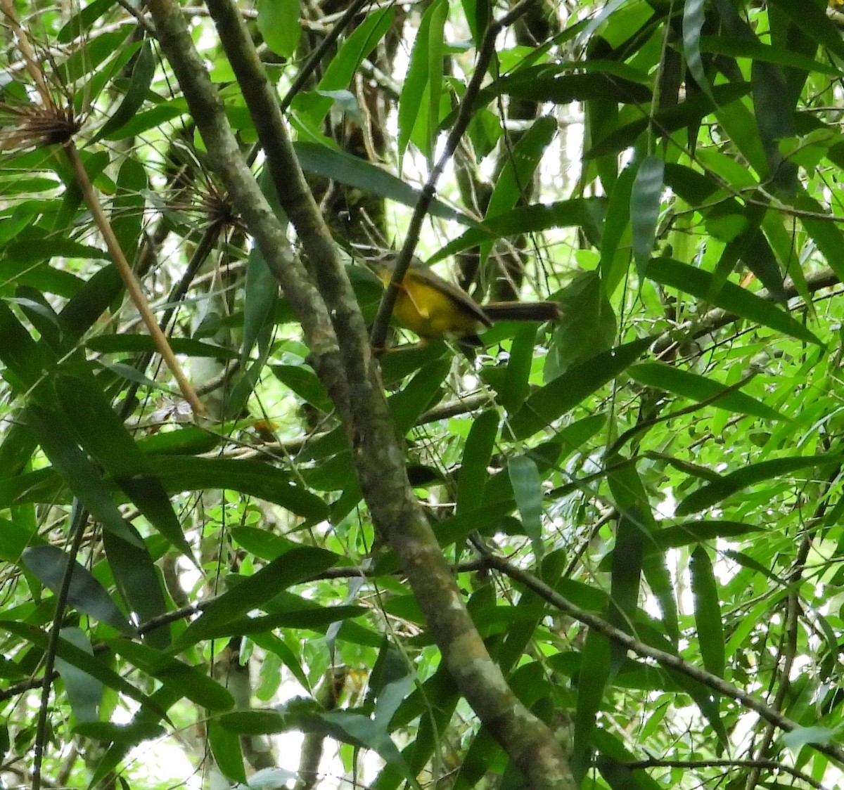 Golden-crowned Warbler - ML609867245