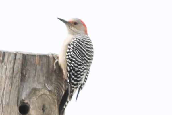 Red-bellied Woodpecker - Robert Hawkins