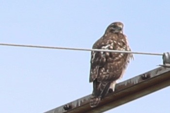 Red-tailed Hawk - ML609867366