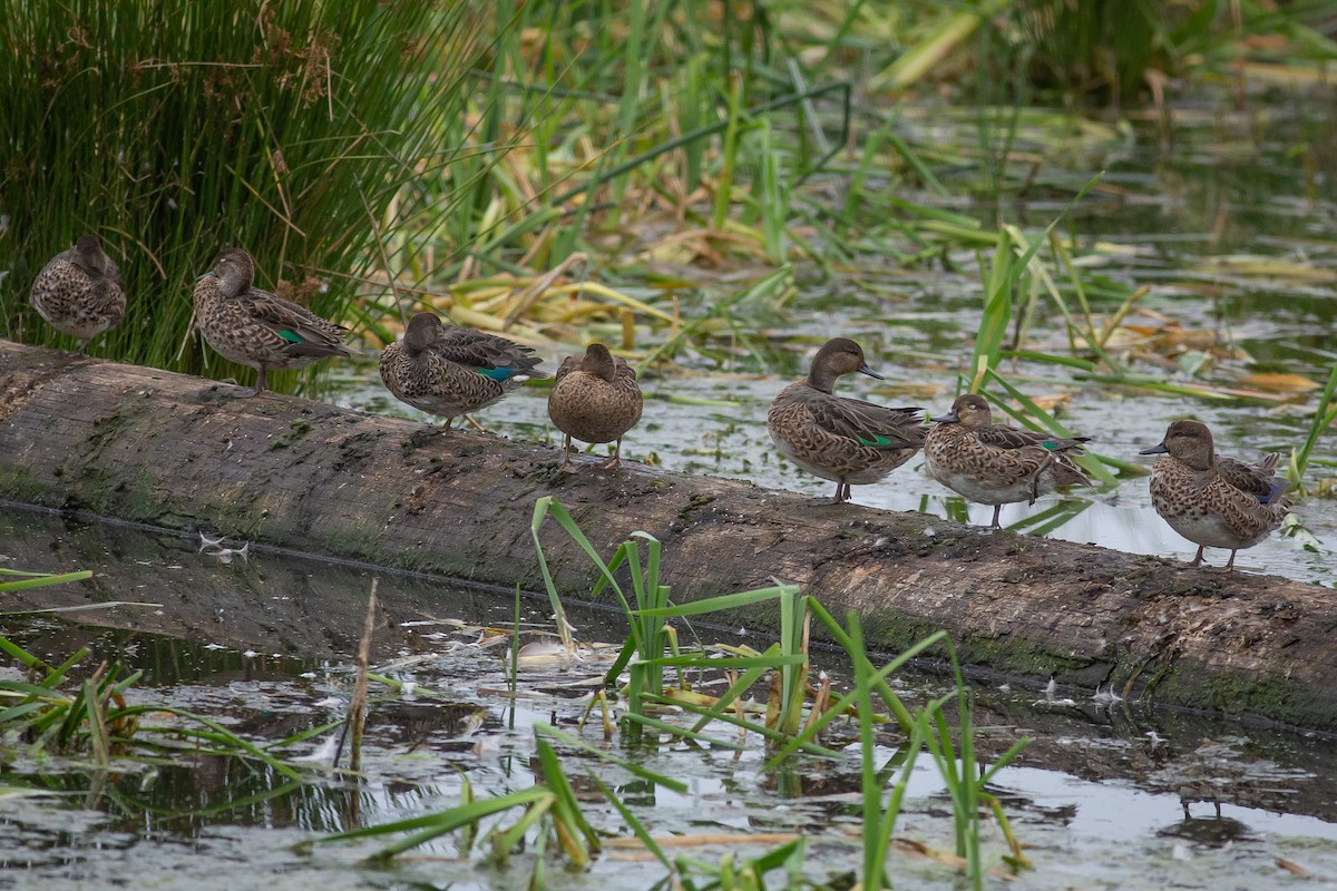 Green-winged Teal - ML609867376
