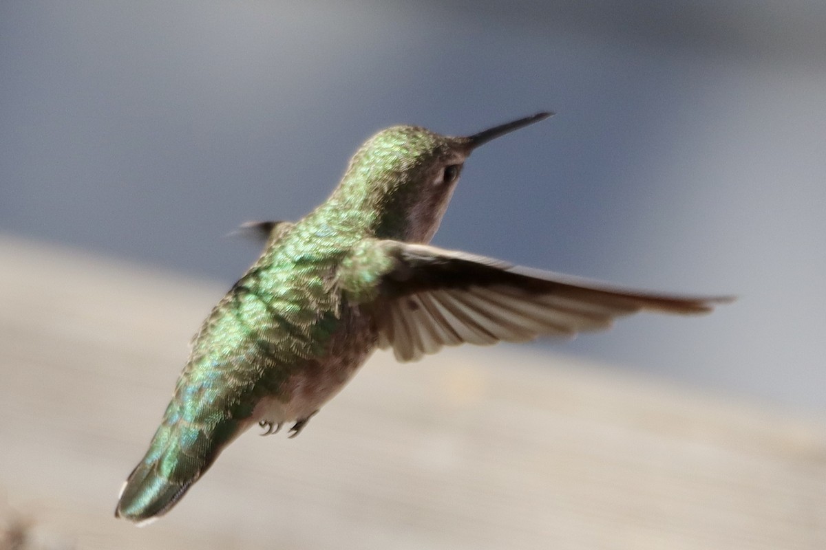 Anna's Hummingbird - ML609867558
