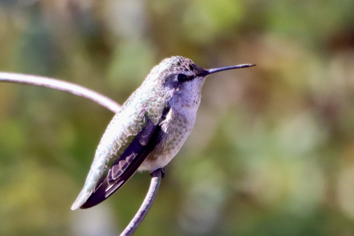 Anna's Hummingbird - ML609867561