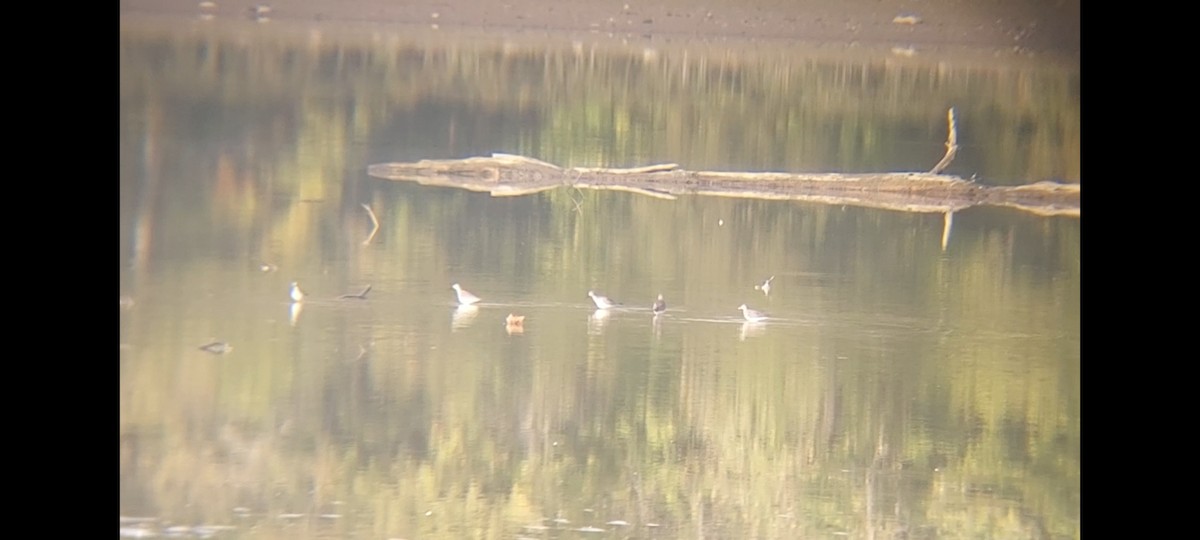 eBird Checklist 12 Oct 2023 O'Shaughnessy Reservoir 20 species